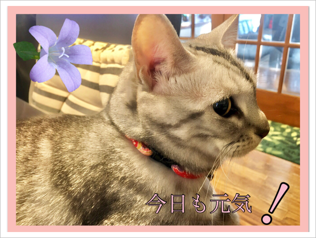 ʤϺ⸵