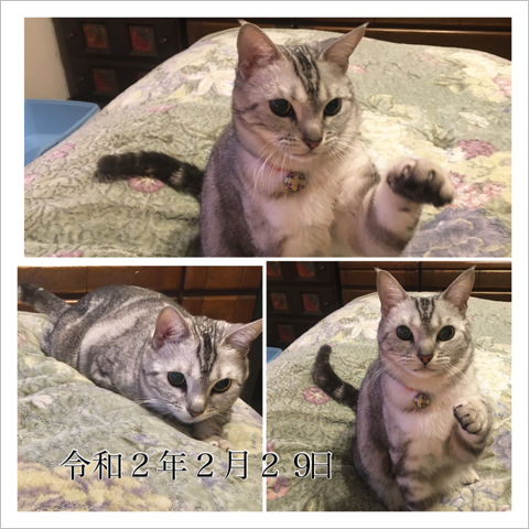 手でお招きするルナちゃん 手でお招きするルナちゃん