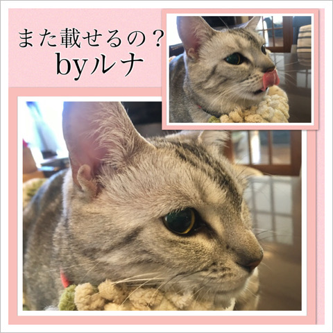 また載せるの? by ルナ また載せるの? by ルナ
