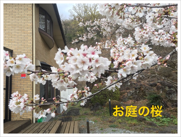 お庭の桜 お庭の桜