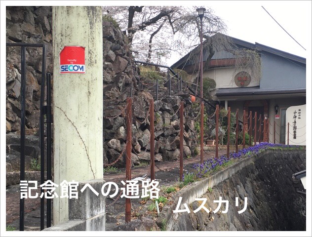 ムスカリが咲く記念館への通路 ムスカリが咲く記念館への通路