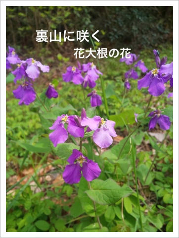 ΢˺餯纬