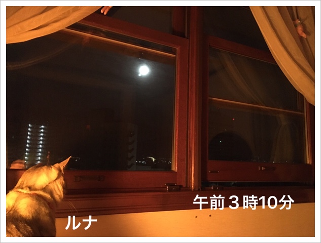 ʤΥ(