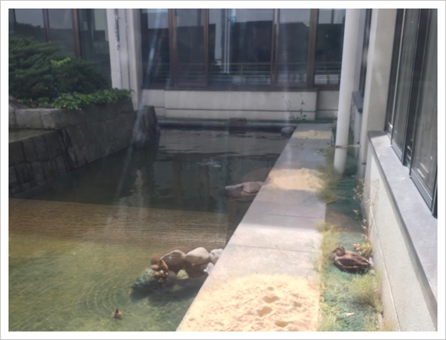 病院の池にカルガモの親子 病院の池にカルガモの親子