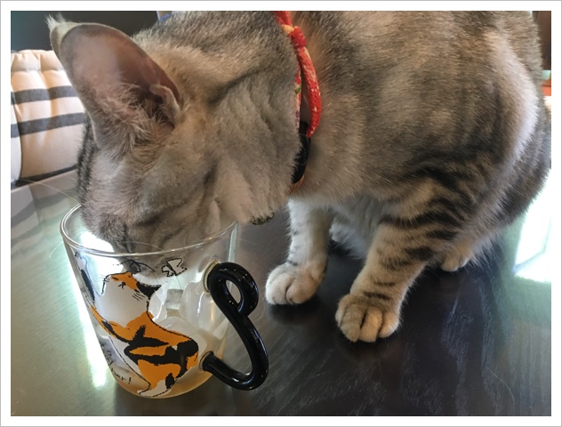 ルナちゃんドリンク中 ルナちゃんドリンク中