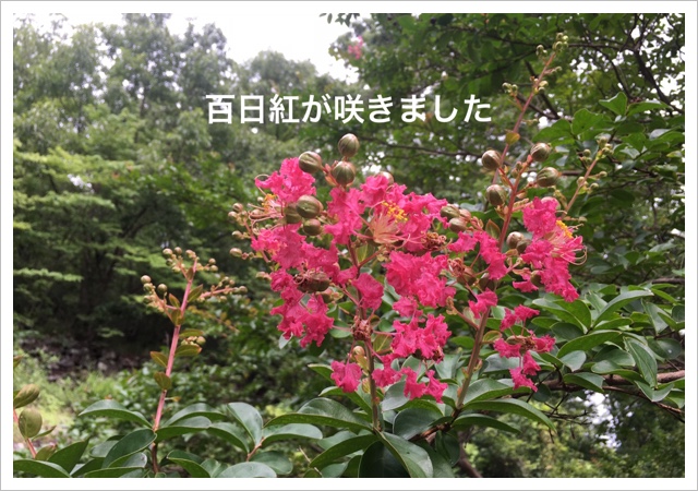 567AE78F-3344-4382-92F8-542AD52804A2.jpeg