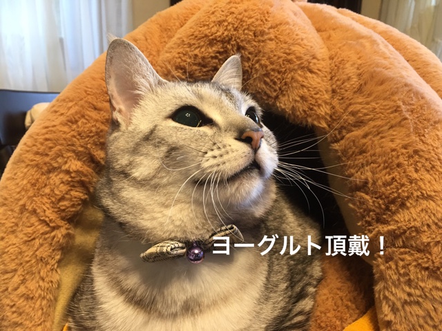 ルナちゃん、ヨーグルトを催促 FE54D016-21DF-4744-97D0-46E245EFDDD0.jpeg