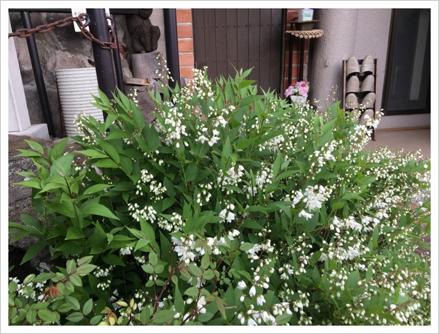 ひめうつぎ 55D94767-415C-4ED5-BD97-932B15D8EADD.jpeg