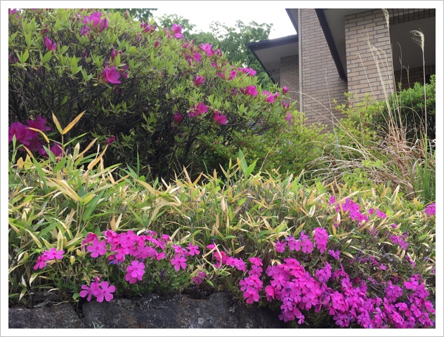 満開の芝桜と、もうすぐ満開のツツジ 2EFD0C1A-9B2A-40E3-BA30-BD4C4691A1CE.jpeg
