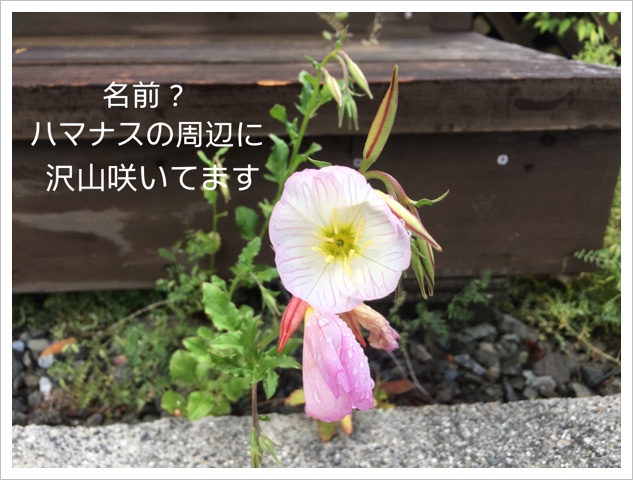 81A6E44B-4980-4CDA-80DA-6029F427C51E.jpeg