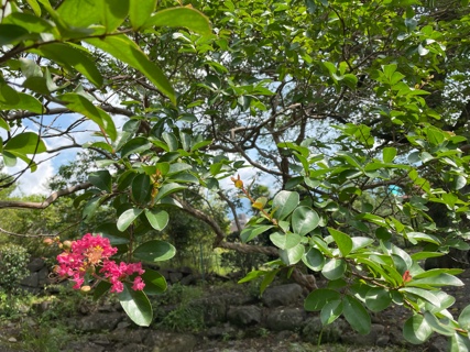7A4C2D56-DE8E-45C6-9622-22DC2F10E37C.jpeg