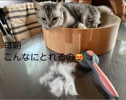 ルナちゃんブラッシング F8CC86AC-7A83-44DD-8A19-EA593FCCB81B.jpeg