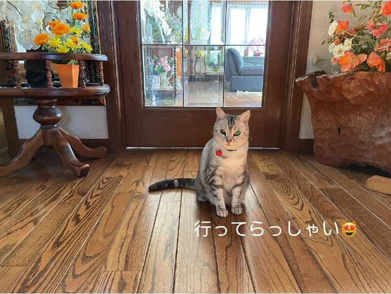 ルナちゃん 87523A34-EB2C-45D7-A388-9C16F49858E3.jpeg