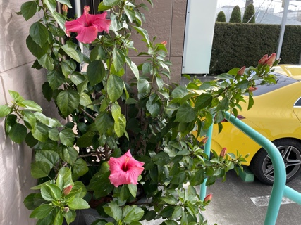 整骨院の入り口のハイビスカス 3259880A-DB56-42CF-8B4B-8B31F18829E1.jpeg