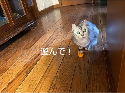 遊んで by ルナ 19588078-781B-4D1B-8442-92B13C81600E.jpeg