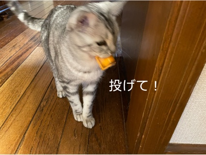 投げて by ルナ CFEABC05-85CD-47E5-9DDE-48EAD1874C75.jpeg