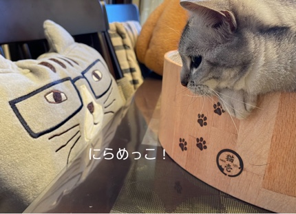 ルナちゃんがにらめっこ! 18818DCA-EA3A-4EBC-9F1B-275D108B2B08.jpeg
