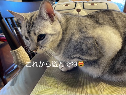 これから遊んでね by ルナ 72B6D27F-CB23-4EC2-A1E7-02288474ED5D.jpeg