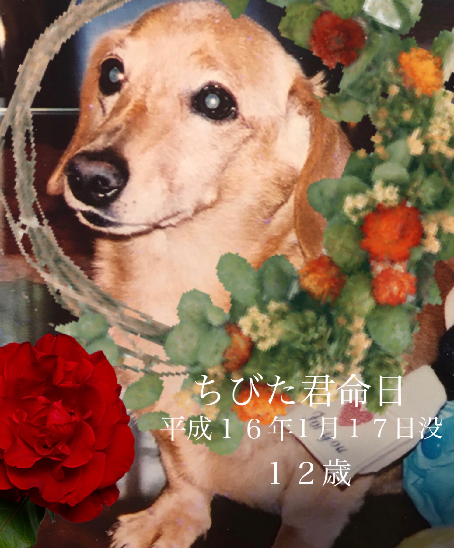ちびた君の命日 01EDB568-3341-4F6D-B471-A2F323B7CEE5.jpeg