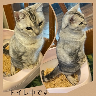 ルナちゃんはトイレ中 2B82BC4F-E509-425F-8F6C-7A04ECEE4227.jpeg