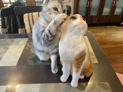 猫ちゃんの置き物とルナちゃん CAAB0C1A-9AB4-4DE8-89AF-2BF889DE354F.jpeg