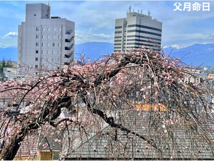 枝垂れ梅 EB48F541-0583-47C5-89EC-498C546C06CC.jpeg
