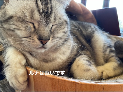 眠いルナちゃん 4A001CF5-A4D5-4131-8AA4-4FDCDDB4B273.jpeg