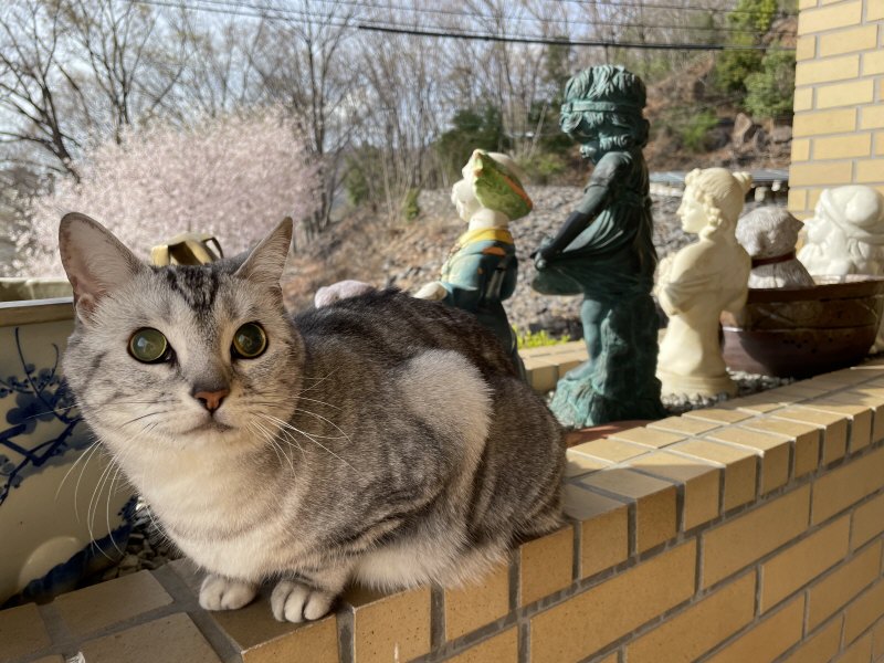 ルナちゃんと桜 DE3F780A-AEA4-45D3-90EB-58D332446A20.jpeg