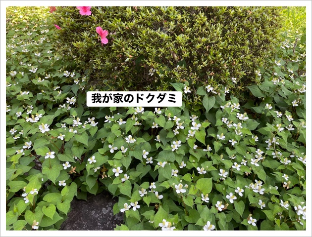 1D0DB653-493C-4203-9097-4D901093BE69.jpeg