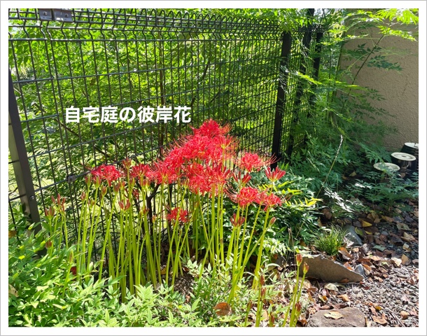 72EEAF52-C0B9-4088-80D8-6586C0202484.jpeg