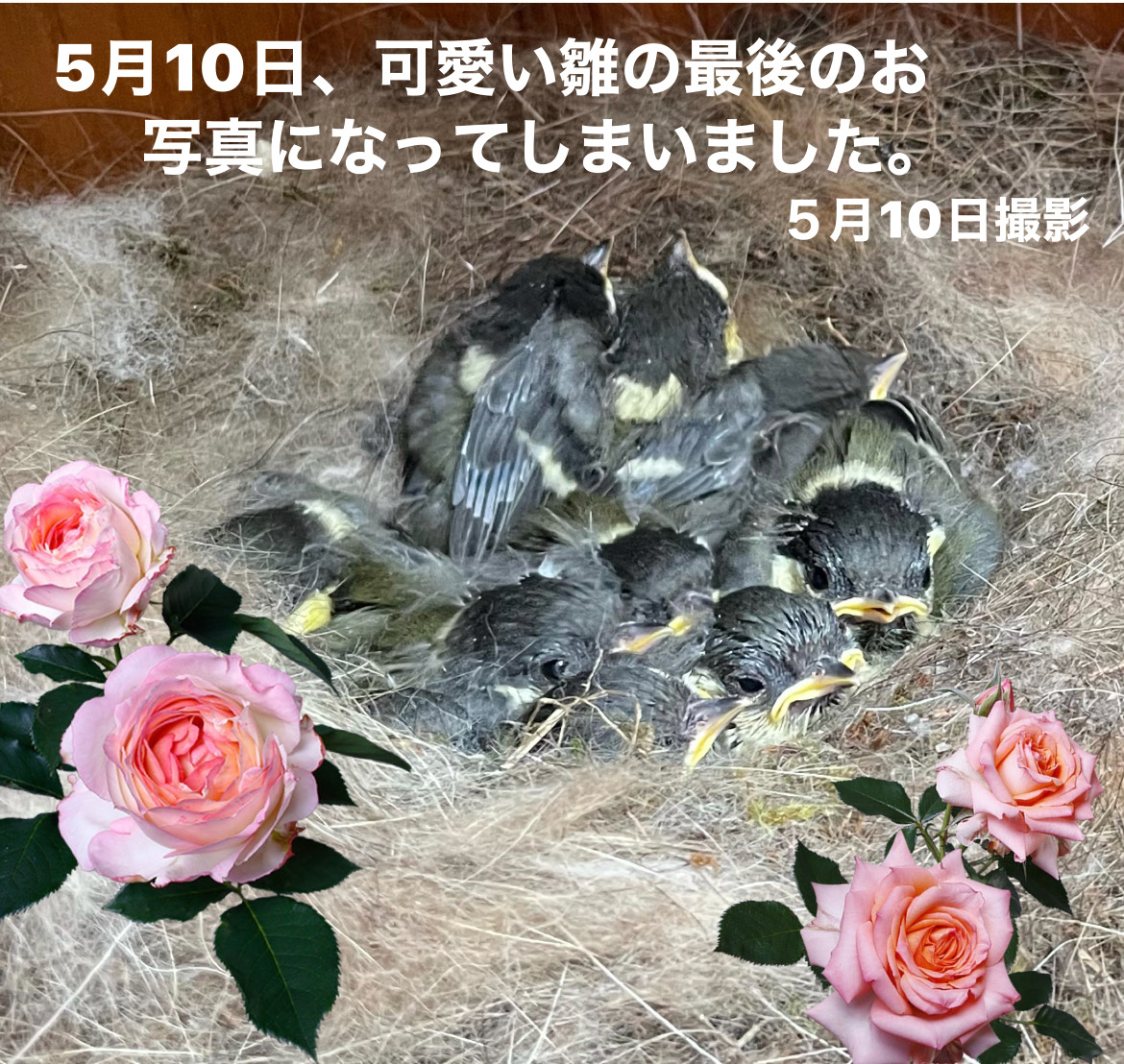 img16586_7F08A594-1470-4130-9F00-F5D4A618C2C4