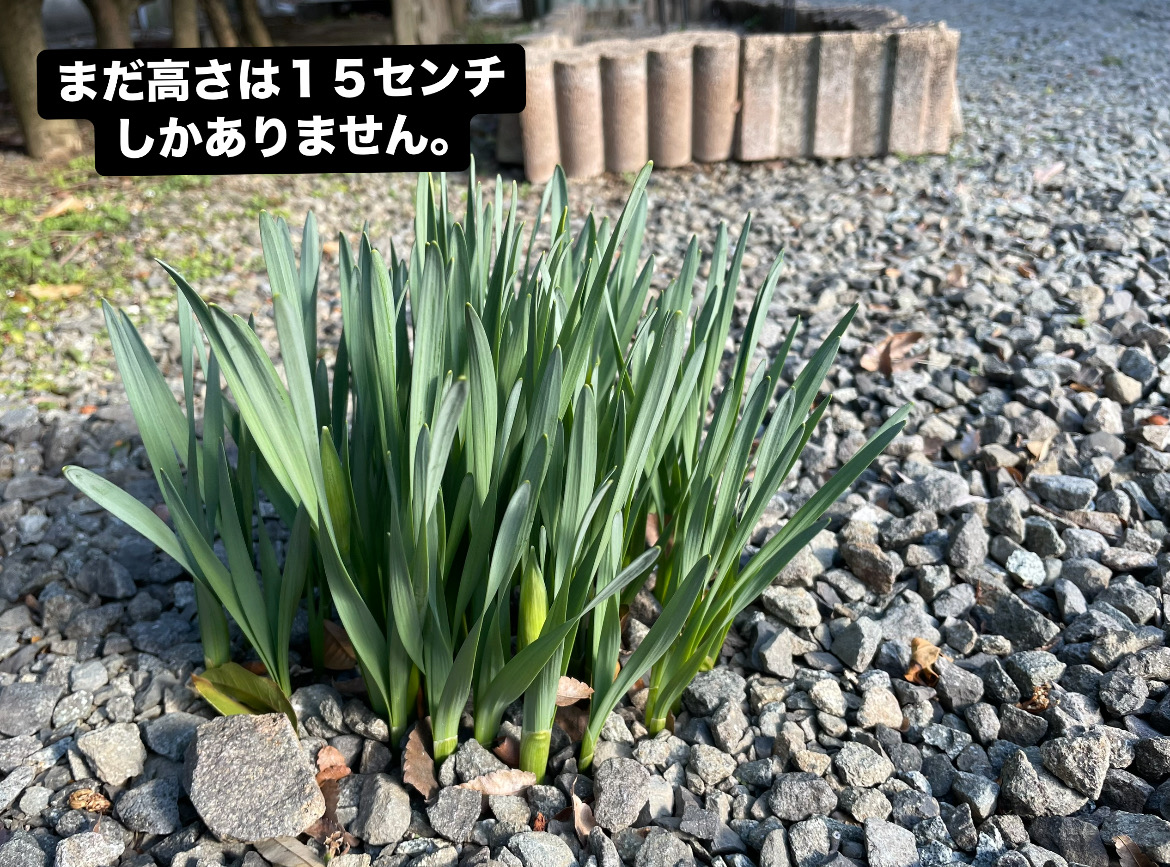 img18098_C06CCD3B