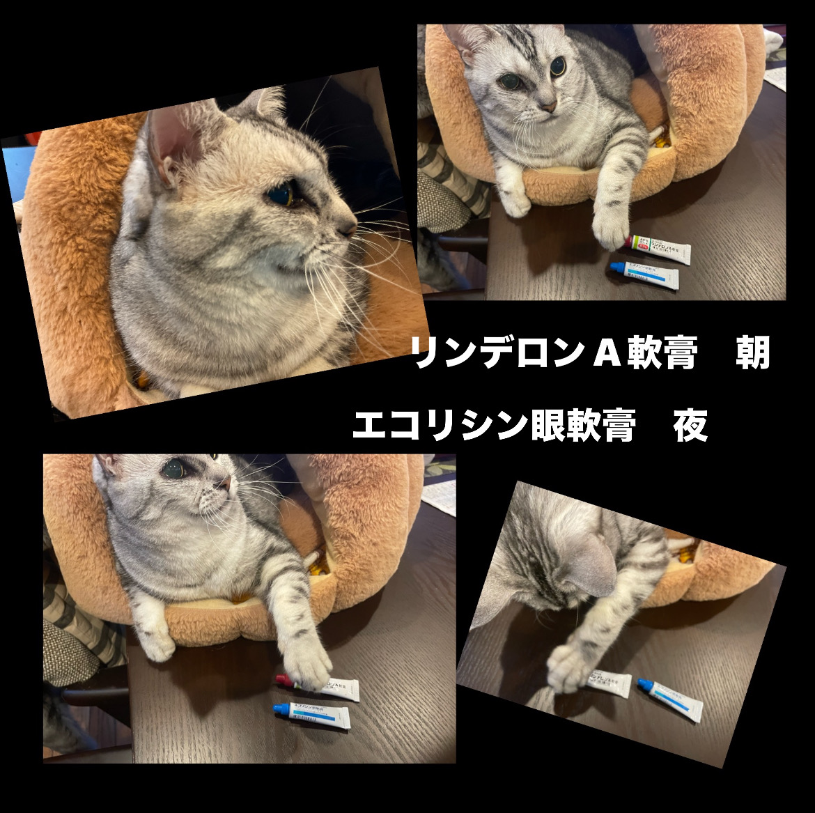 img18263_CCF1F1B2