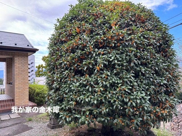 B1A78234-0053-4904-A947-47A53017CE32.jpeg