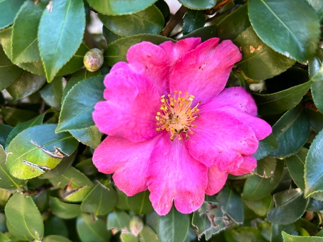 IMG_7408.jpeg IMG_7408.jpeg