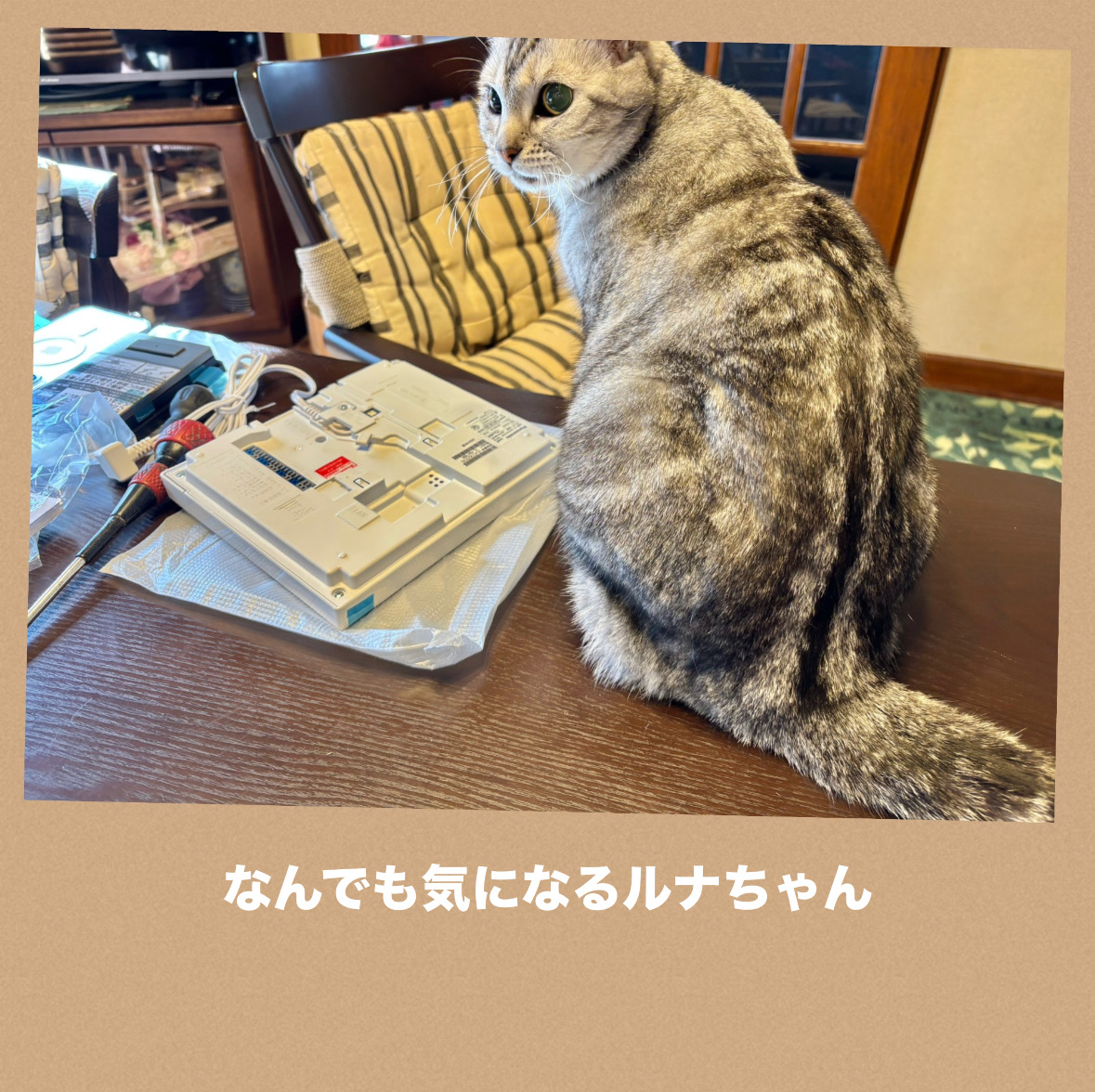 E2AE0828-BA15-4583-941B-B3612559786D.jpeg E2AE0828-BA15-4583-941B-B3612559786D.jpeg