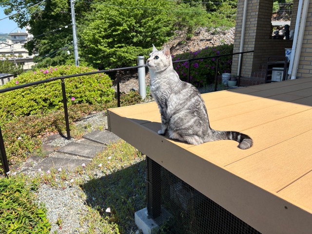 IMG_0516.jpeg