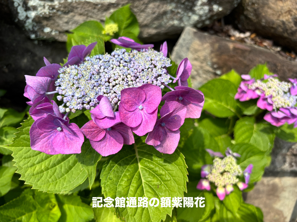 8F10D4DB-9A43-4A3B-8C4B-E4C831C2E9F5.jpeg