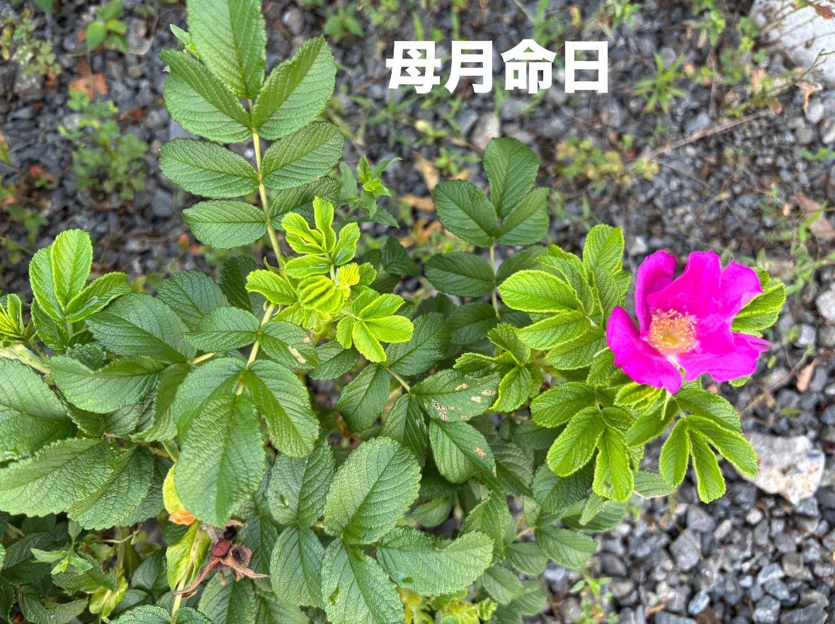 D47A35E5-AC35-4527-A3D7-D797CF1E60A1.jpeg
