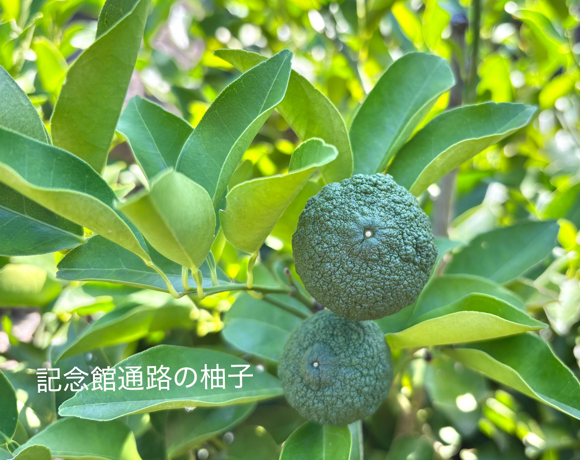 EC660196-B2F4-4F14-8453-4761E32E70FC.jpeg