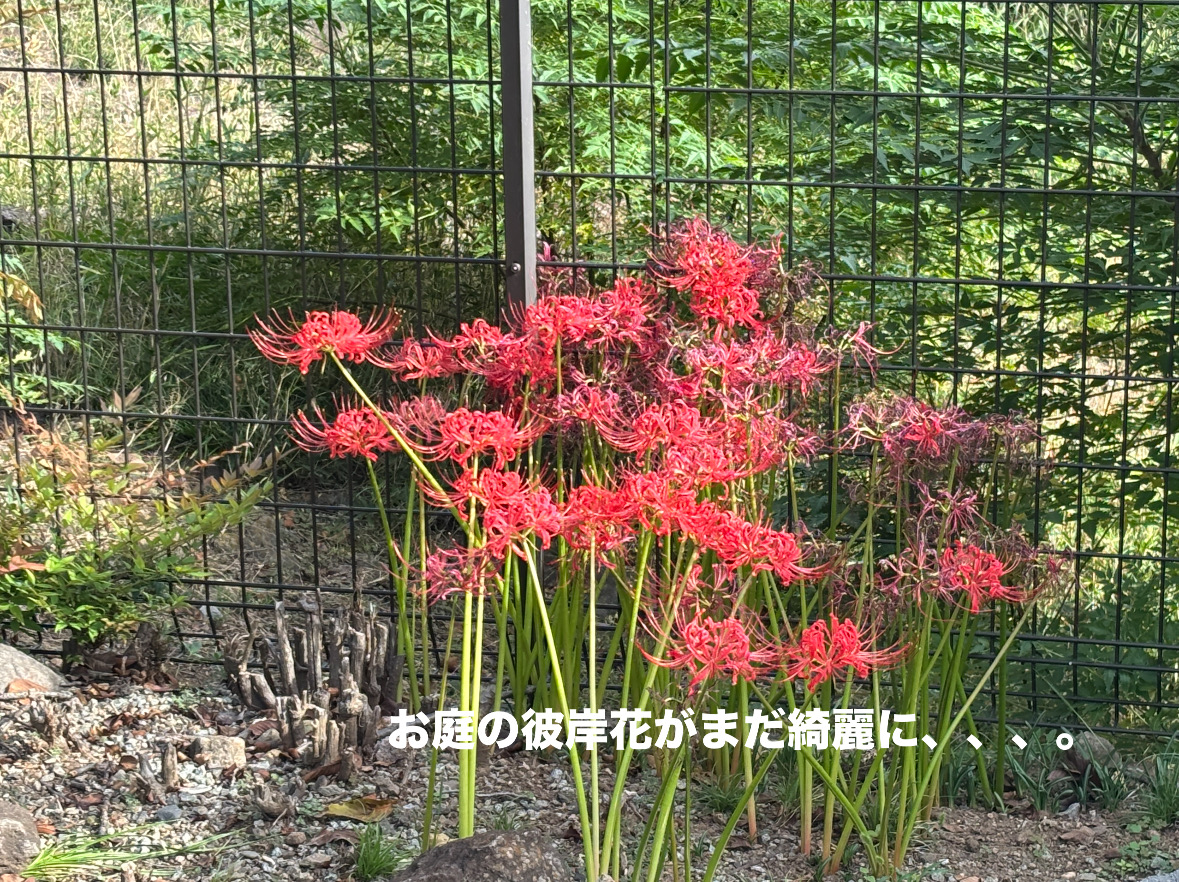 640AE9A6-B629-429A-A12F-65AFE5EE9CE6.jpeg