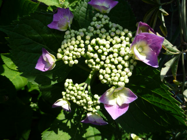 ۲H22621.JPG
