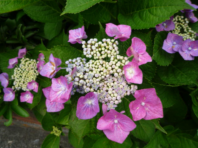 P1070547.JPG