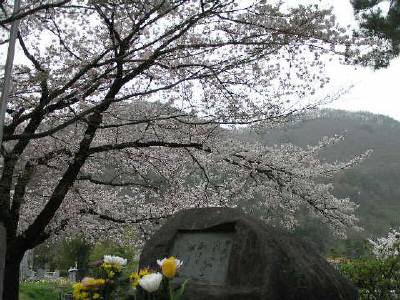 霊園の桜 霊園の桜