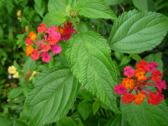P1100196.JPG