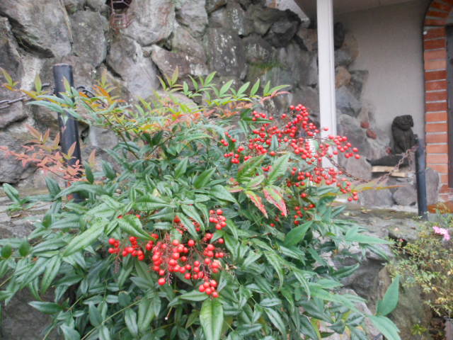 南天H23.11.6.JPG 南天H23.11.6.JPG