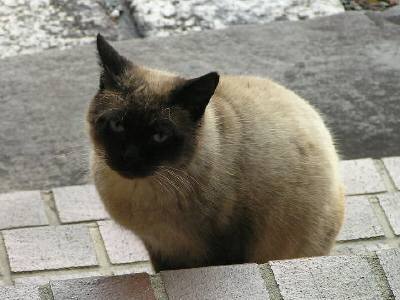 はなちゃんが玄関で寂しそう はなちゃんが玄関で寂しそう