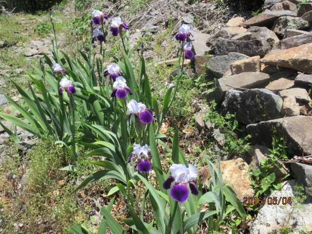 H28.5.5遊歩道の菖蒲.JPG H28.5.5遊歩道の菖蒲.JPG