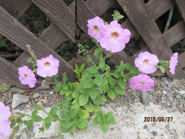 H28.5.27.JPG H28.5.27.JPG