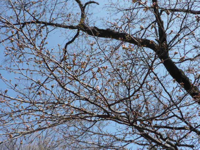 我が家の桜H21.3.20.JPG 我が家の桜H21.3.20.JPG